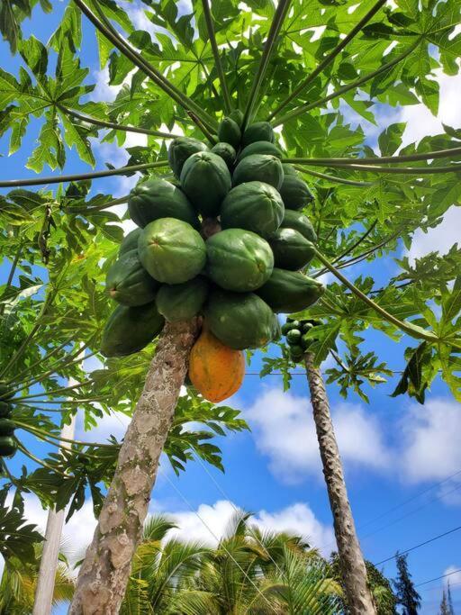 Pahoa Paradise Palms ภายนอก รูปภาพ